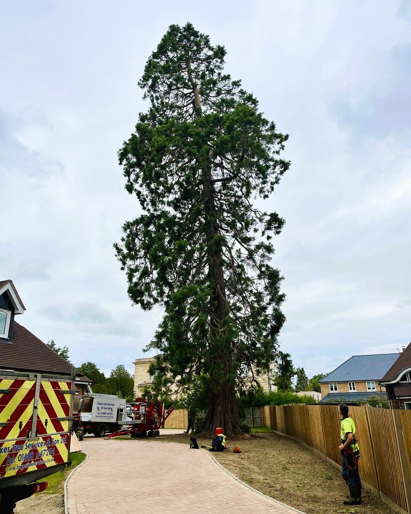 Dead Wooding red wood tree